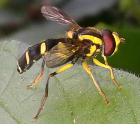 Syrphidae : Xanthogramma da ID